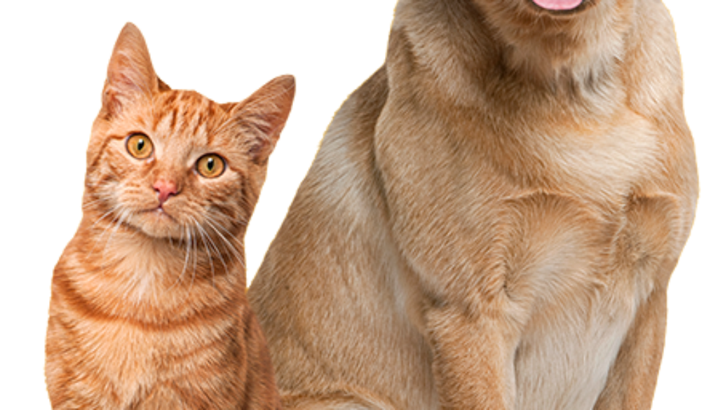Gato-e-Cachorro Gato-e-Cachorro
