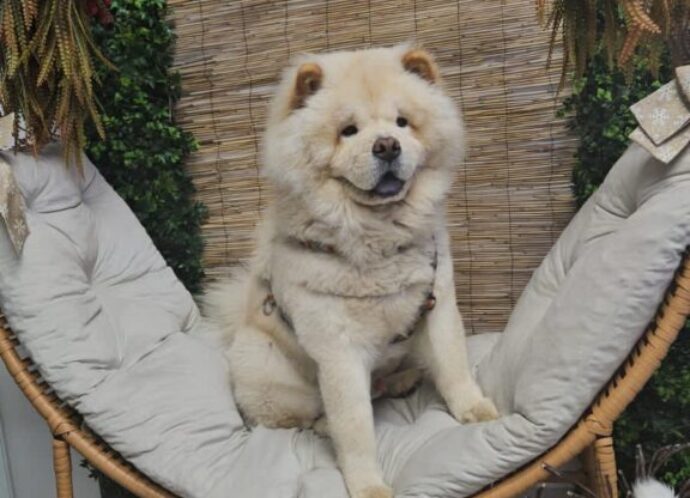 Duke_Pet_Spa_00006
