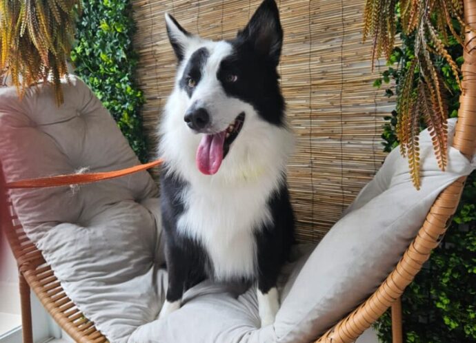Duke_Pet_Spa_00027