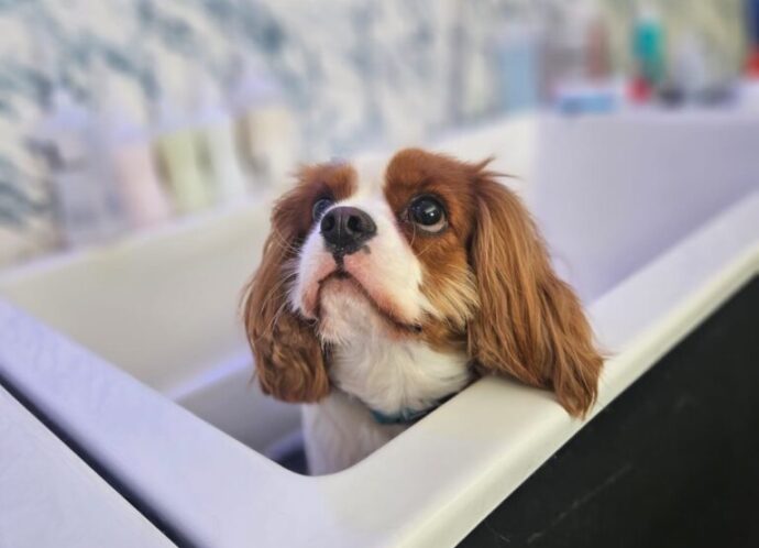 Duke_Pet_Spa_00035